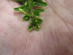 Oplonia spinosa