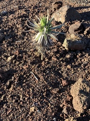 Argyroxiphium × Dubautia