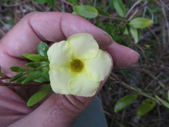 Angadenia berteroi