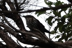 Urodynamis taitensis