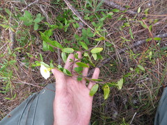 Angadenia berteroi