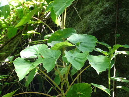 Image of Begonia peltata by (c) Alexis López Hernández, some rights reserved (CC BY)