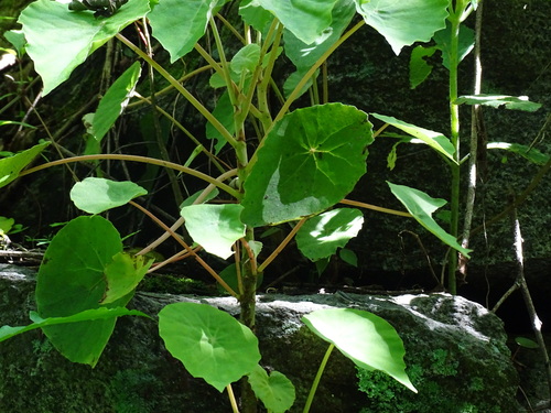 Image of Begonia peltata by (c) Alexis López Hernández, some rights reserved (CC BY)