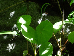 Begonia peltata, photograph (c) Alexis López Hernández, some rights reserved (CC BY)