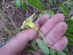 Angadenia berteroi