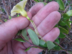 Angadenia berteroi