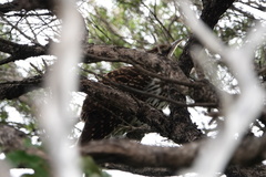 Urodynamis taitensis