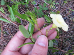 Angadenia berteroi