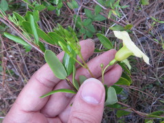 Angadenia berteroi