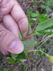 Angadenia berteroi