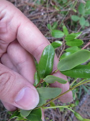 Angadenia berteroi
