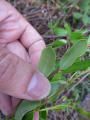 Angadenia berteroi