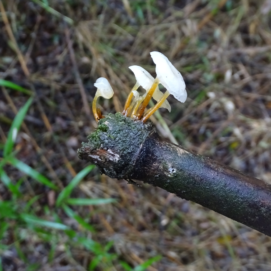 Mycena subulifera · May 2019 · photo: © cristianriquelme (iNaturalist, cc-by)