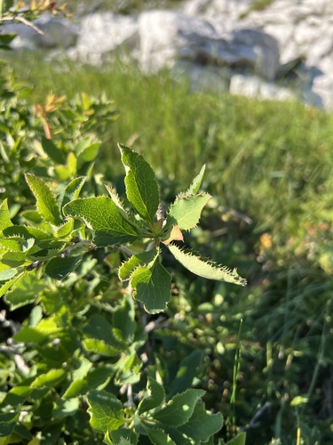 Croatian barberry (Berberis croatica)