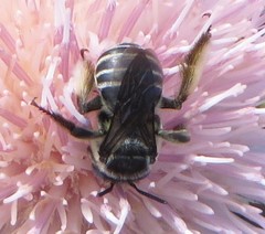 Melissodes cestus