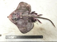 Soft Skate photo 3