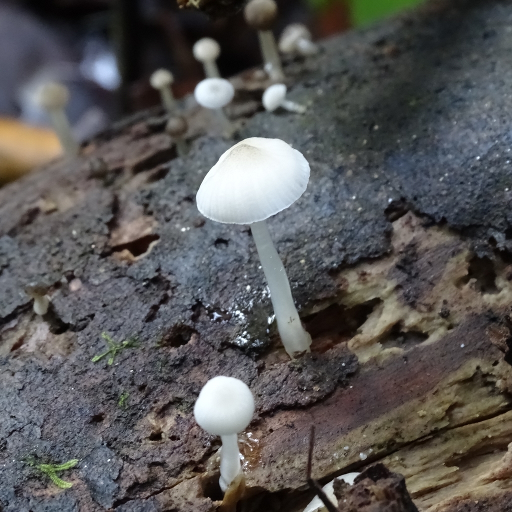 Roridomyces austrororidus · May 2019 · photo: © cristianriquelme (iNaturalist, cc-by)