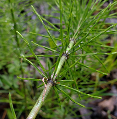 Equisetum fluviatile