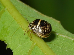 Coptosomatinae