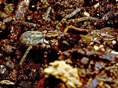 Austrotengella hackerae