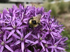 Bombus flavidus flavidus