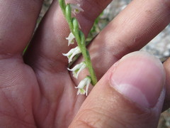 Spiranthes torta