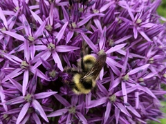 Bombus flavidus flavidus