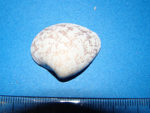 Lioconcha ornata
