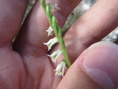 Spiranthes torta