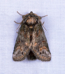 Rifargia subrotata