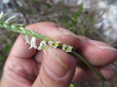 Spiranthes torta