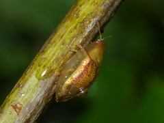 Aspidimorpha obovata