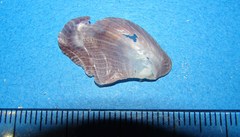 Pterioidea