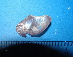 Pterioidea