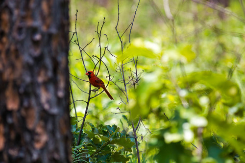 Cardinalis cardinalis image