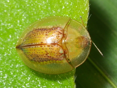 Aspidimorpha obovata