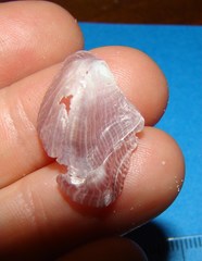 Pterioidea