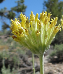 Hymenopappus filifolius nanus