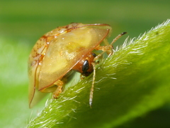 Aspidimorpha obovata