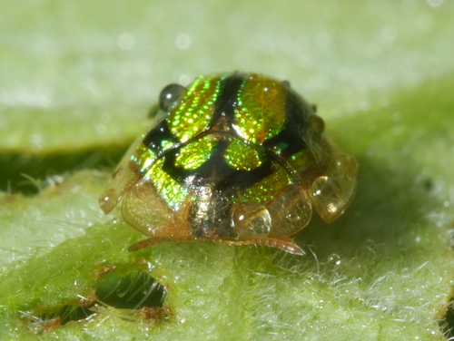 Chiridopsis aubei