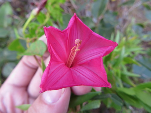 Image of Ipomoea microdactyla by (c) Ben Machado, some rights reserved (CC BY)