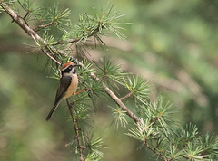 Aegithalos concinnus iredalei