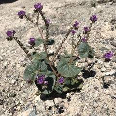 Phacelia calthifolia