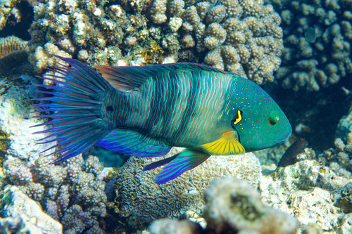 Broomtail Wrasse