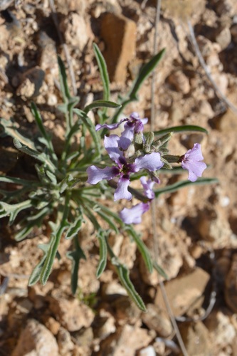 Image of Matthiola fruticulosa by (c) Mourad Harzallah, some rights reserved (CC BY)