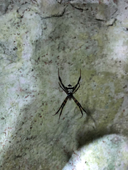 Argiope reinwardti