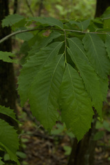 Castanea ozarkensis