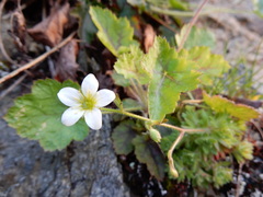 Saxifraga cespitosa