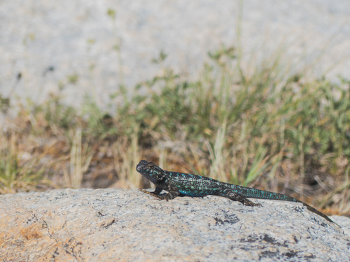 iNaturalist observation photo of Western Fence Lizard