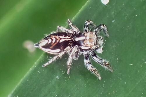 Hyllus argyrotoxus